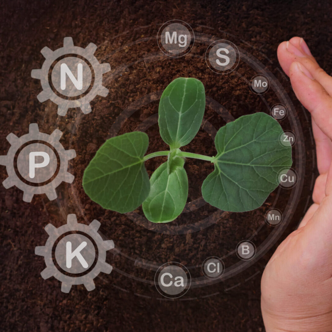 hand-is-touching-plant-that-has-letter-p-it